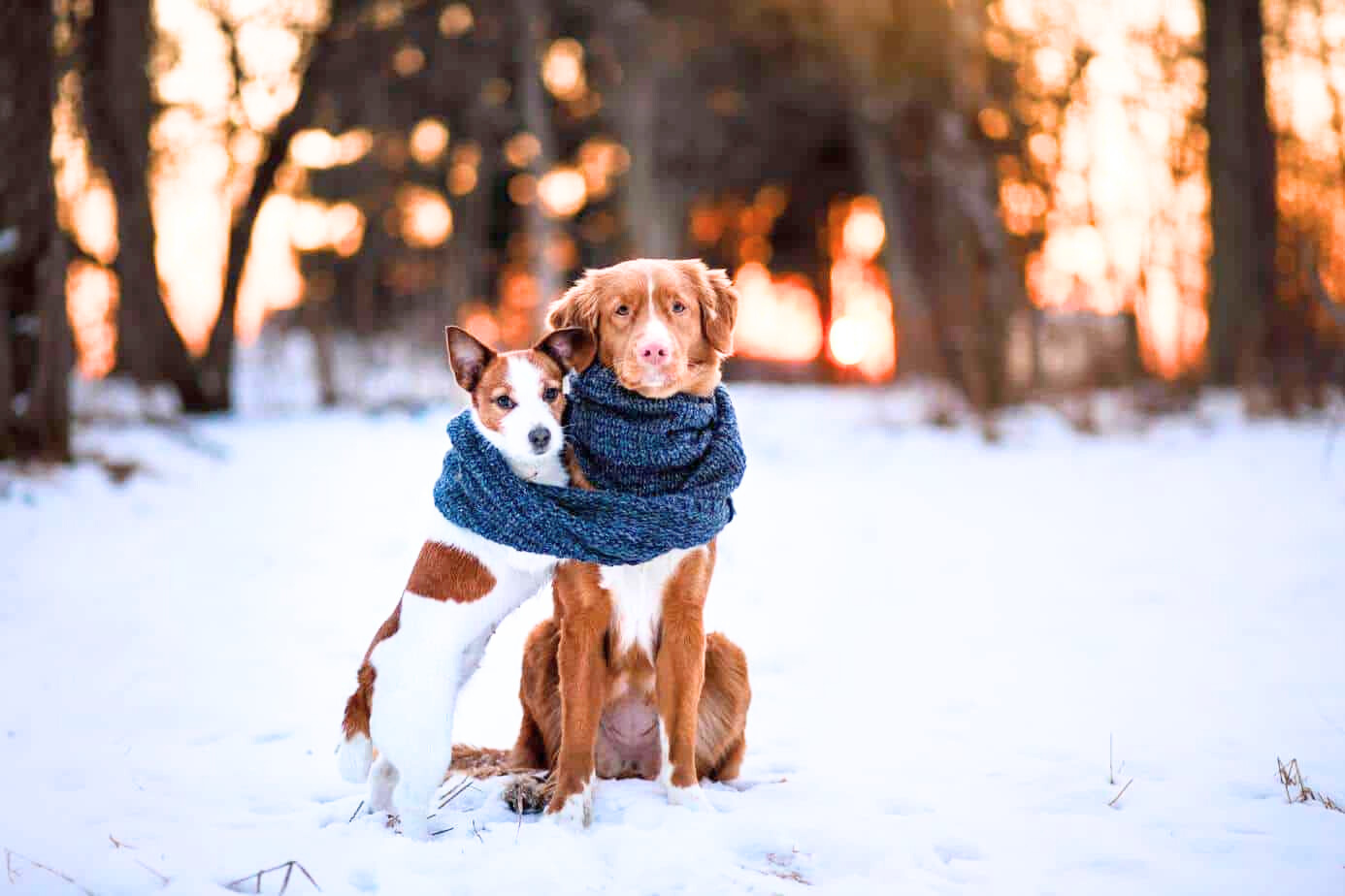 How Spruce Scoop Handles Frozen Dog Waste During Winter Cleanups